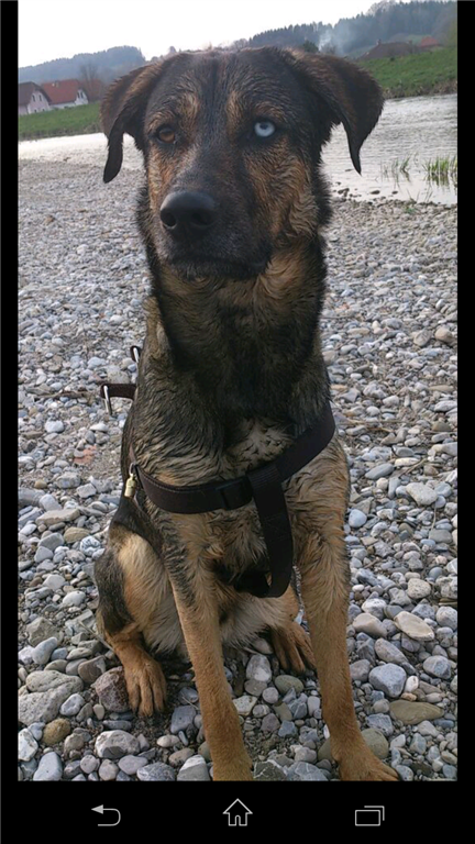 Togo (Deutscher Schäferhund, Siberian Husky) Deutscher Schäferhund Siberian Husky 